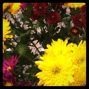 Meet your Posher, Andrea